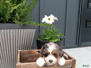 Mini Bernedoodle dogs for sale: Lucy - Ad 2