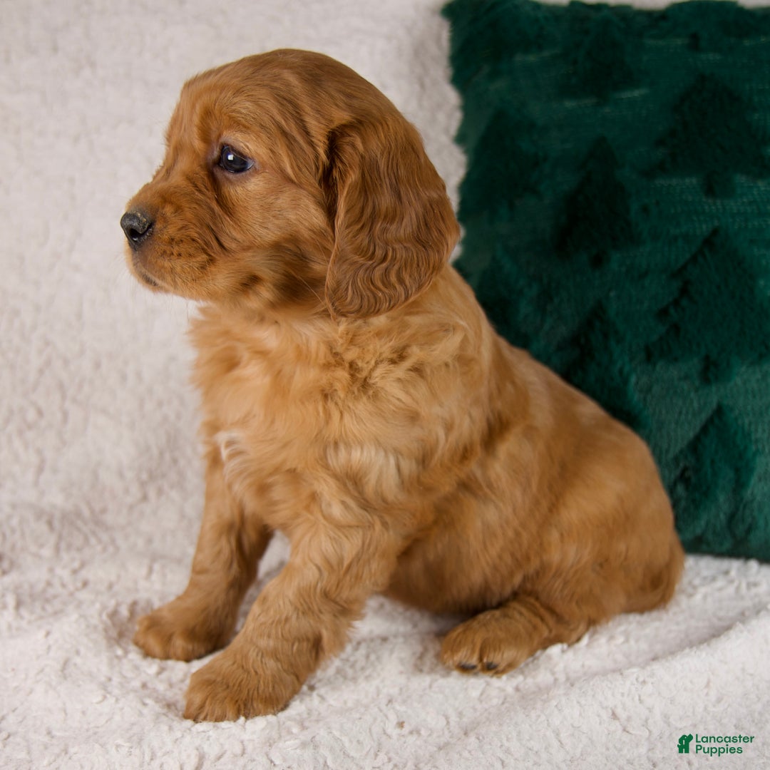 Mixed Breed dogs for sale: Miles - Ad 4