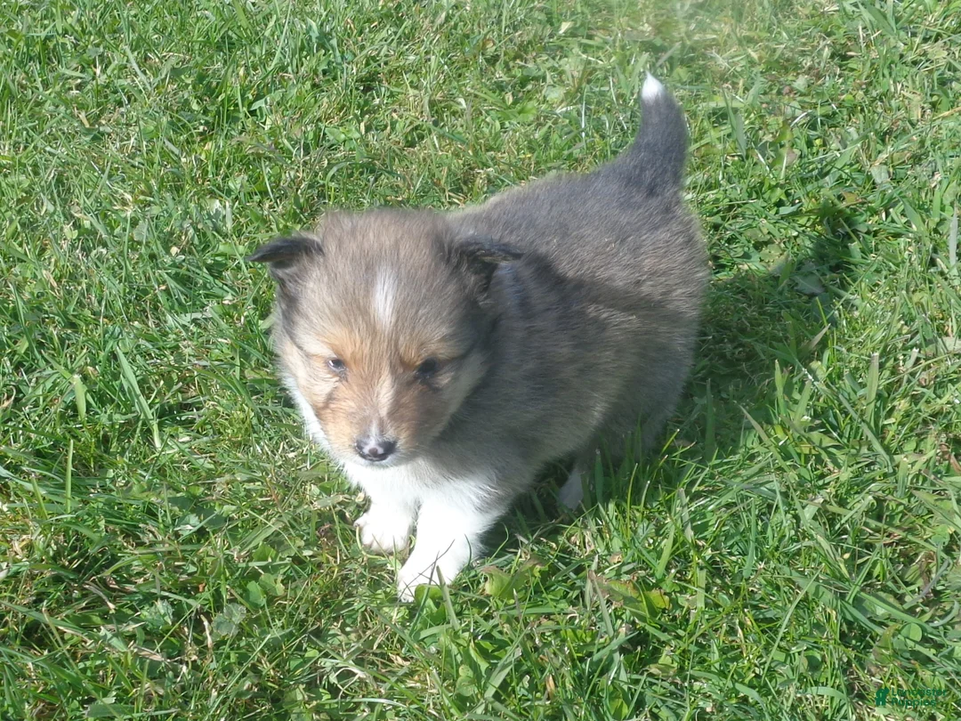 Shetland Sheepdog dogs for sale: Shetland Sheepdog 3 - Ad 2