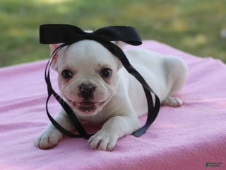 French Bulldog dogs - Ad 35