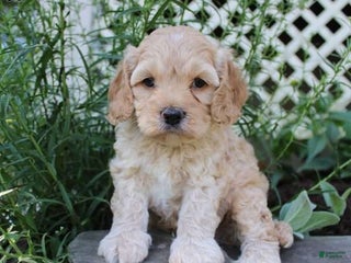 Cockapoo dogs - Ad 30