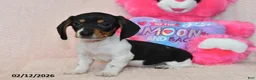 Miniature Dachshund dogs for sale: Maverick - Ad 2