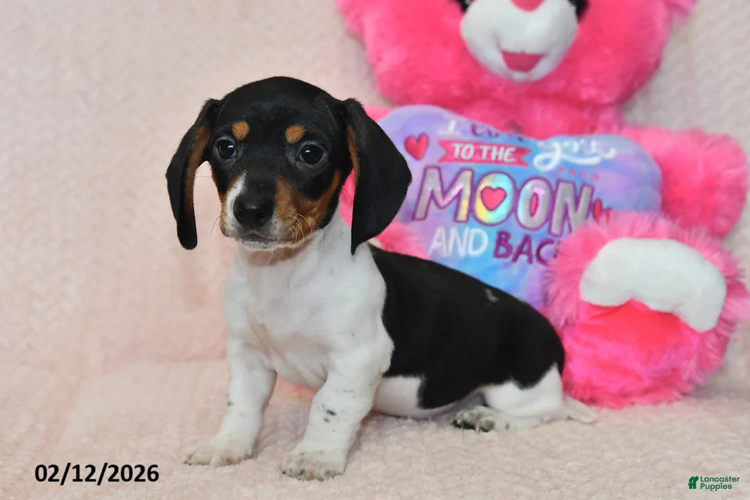 Miniature Dachshund dogs for sale: Maverick - Ad 2