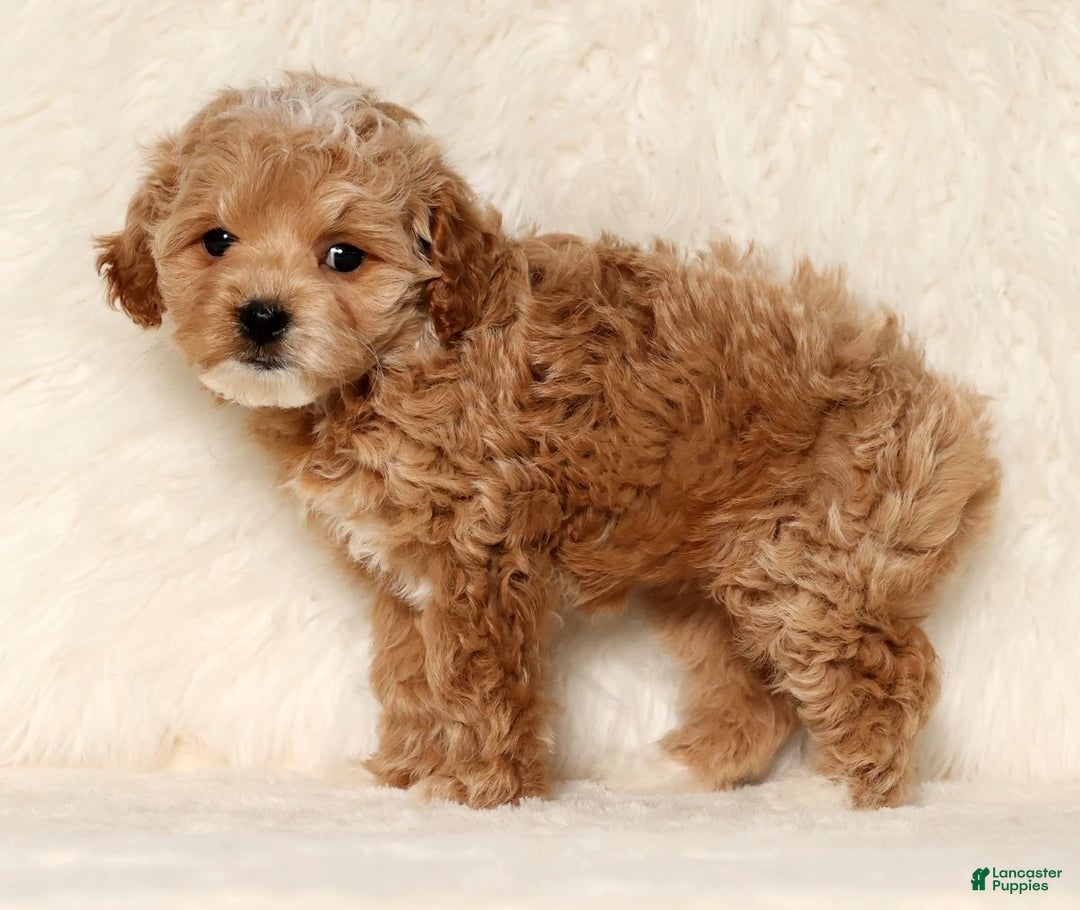 Cockapoo dogs for sale: Noel - Ad 7