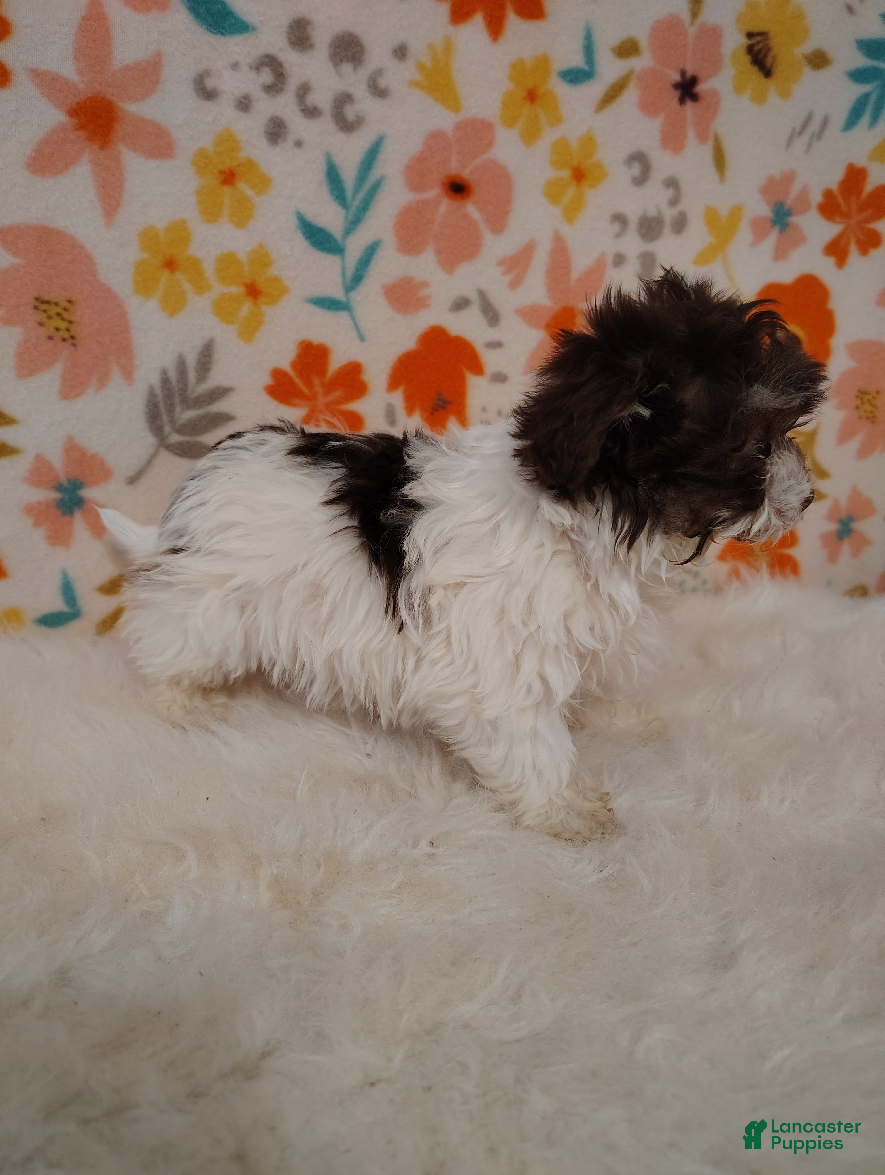 Maltipoo dogs Ellie - Ad 2