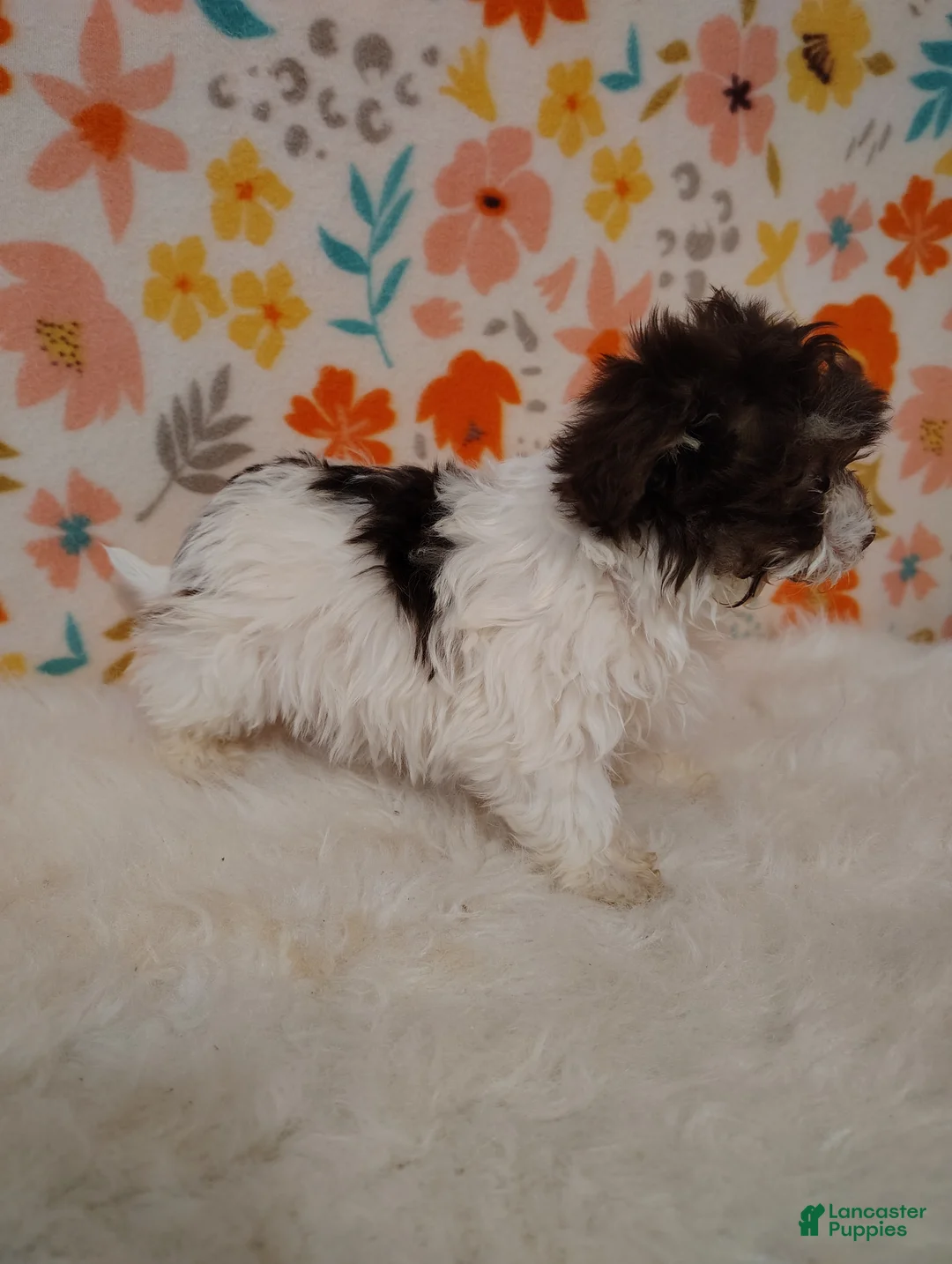 Maltipoo dogs for sale: Ellie - Ad 2