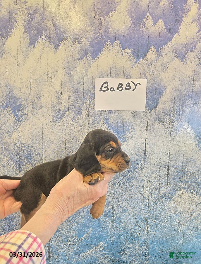 Beagle dogs Bobby - Ad 4