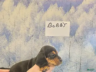 Beagle dogs Bobby - Ad 4