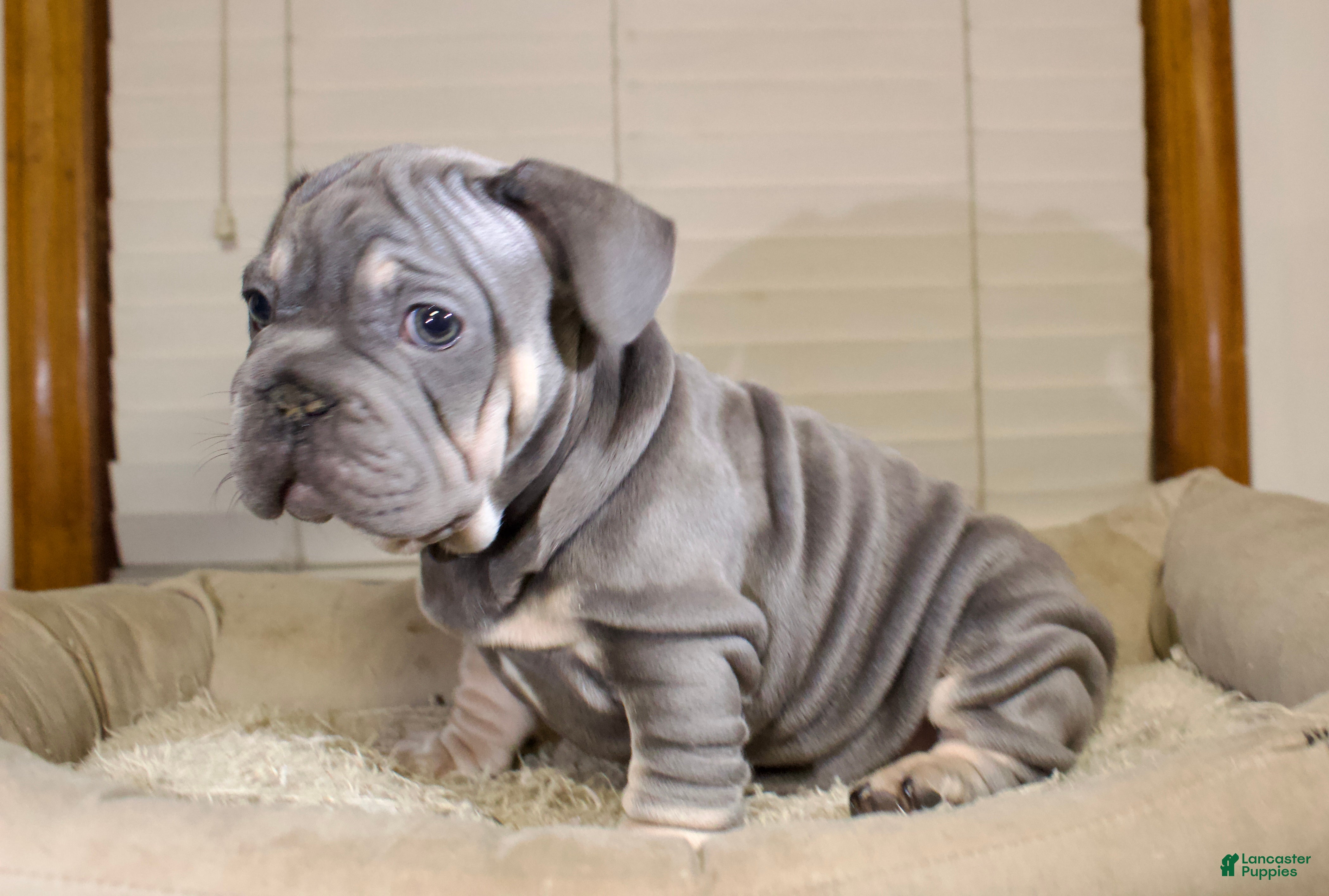 French Bulldog dogs Lazarys - Ad 2