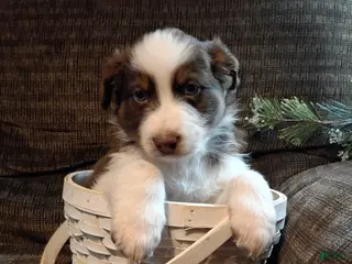 Australian Shepherd dogs Oreo - Ad 21