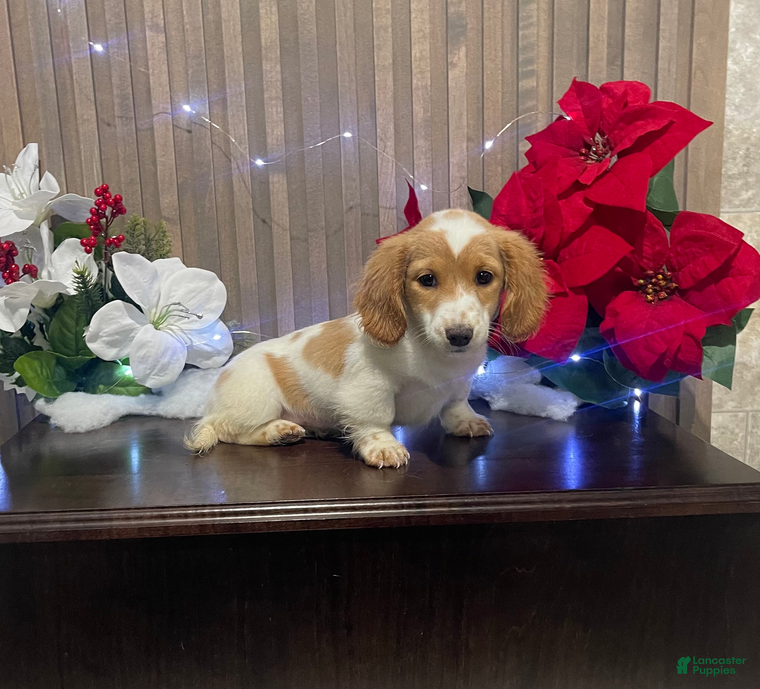 Miniature Dachshund dogs Miniature Dachshund Puppy 1 - Ad 36