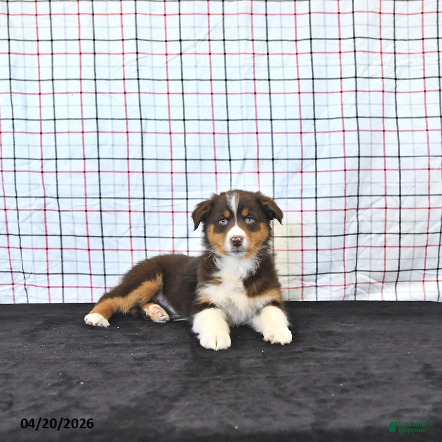 Australian Shepherd dogs Paige - Ad 2
