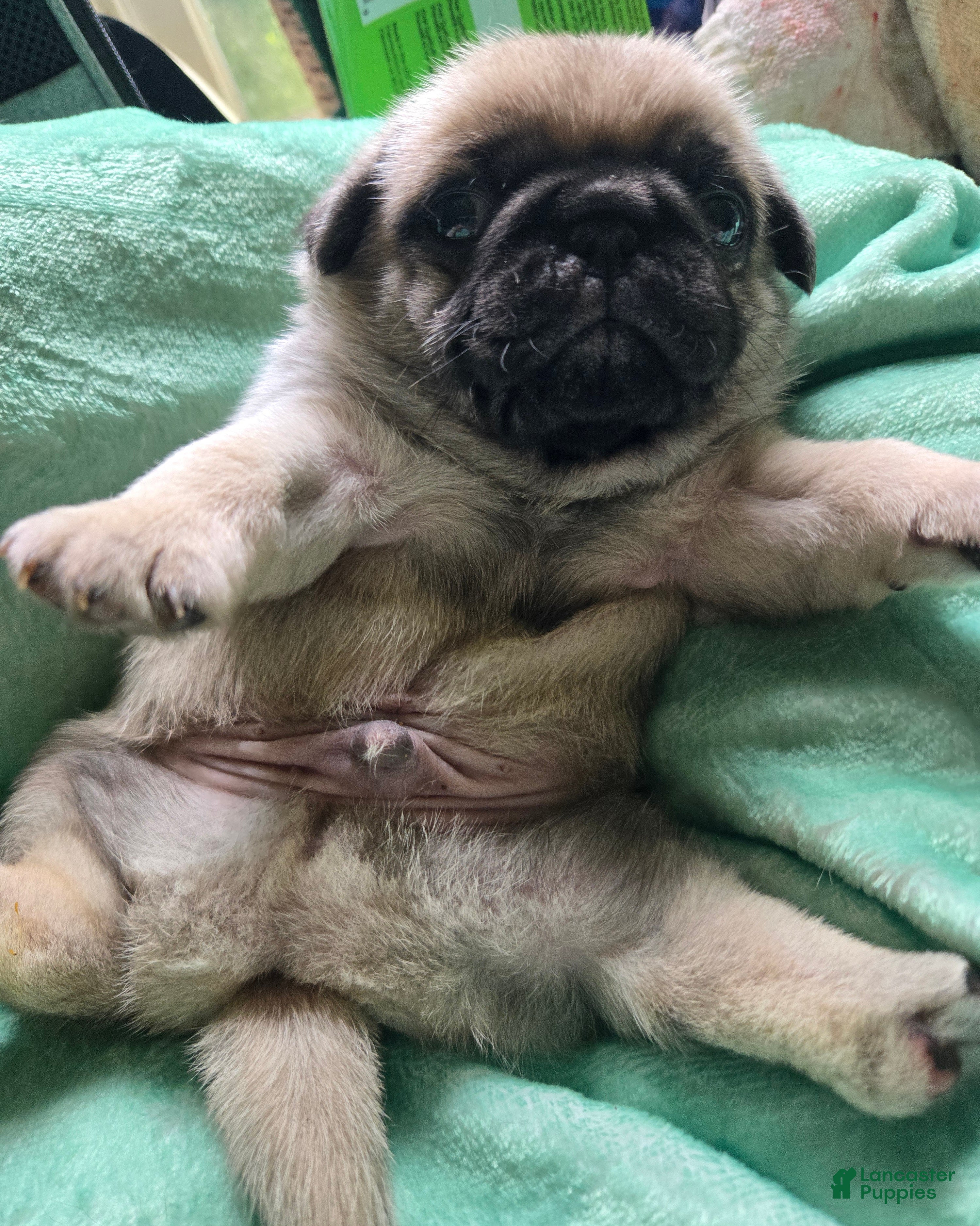Pug dogs Pug Male 1 - Ad 2