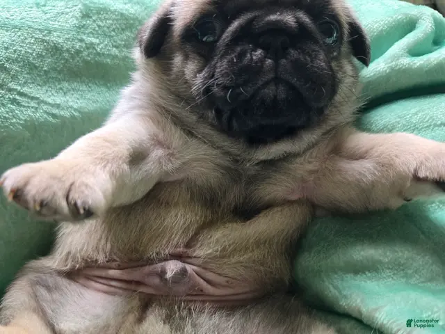 Pug dogs for sale: Pug Male 1 - Ad 2