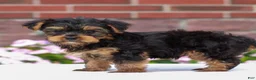 Yorkshire Terrier dogs for sale: Jack  - Ad 3