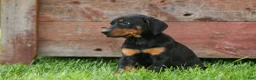 Doberman Pinscher dogs for sale:  Delta (Black Rust) 🖤🐾 - Ad 2