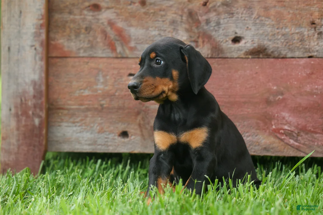 Doberman Pinscher dogs for sale:  Delta (Black Rust) 🖤🐾 - Ad 2