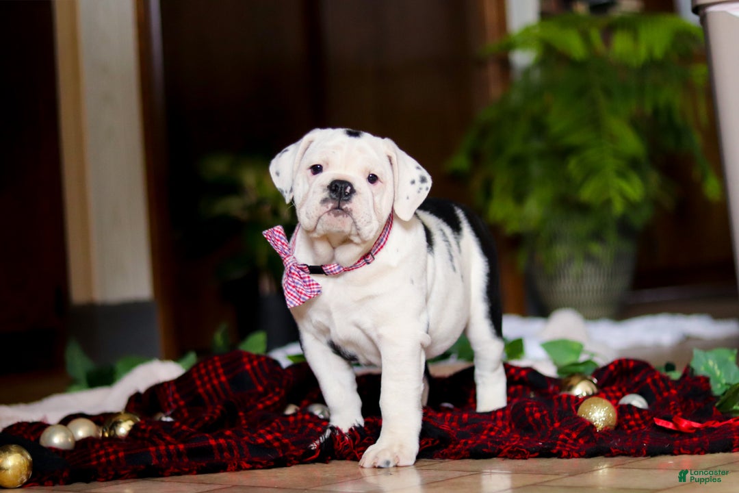 English Bulldog dogs for sale: Gracie - Ad 3