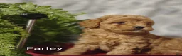 Shihpoo dogs for sale: Farley- on hold - Ad 7