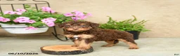 Mini Aussiedoodle dogs for sale: Pedro - Ad 3