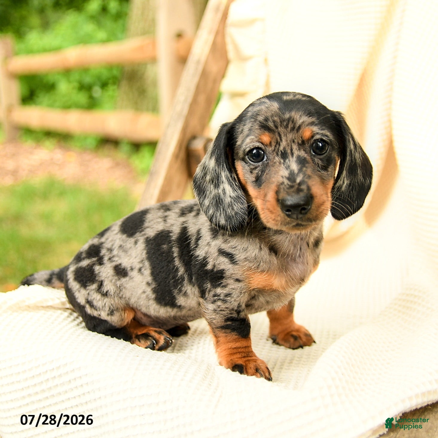 Miniature Dachshund dogs for sale: Davina - Ad 4
