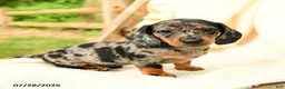 Miniature Dachshund dogs for sale: Davina - Ad 1