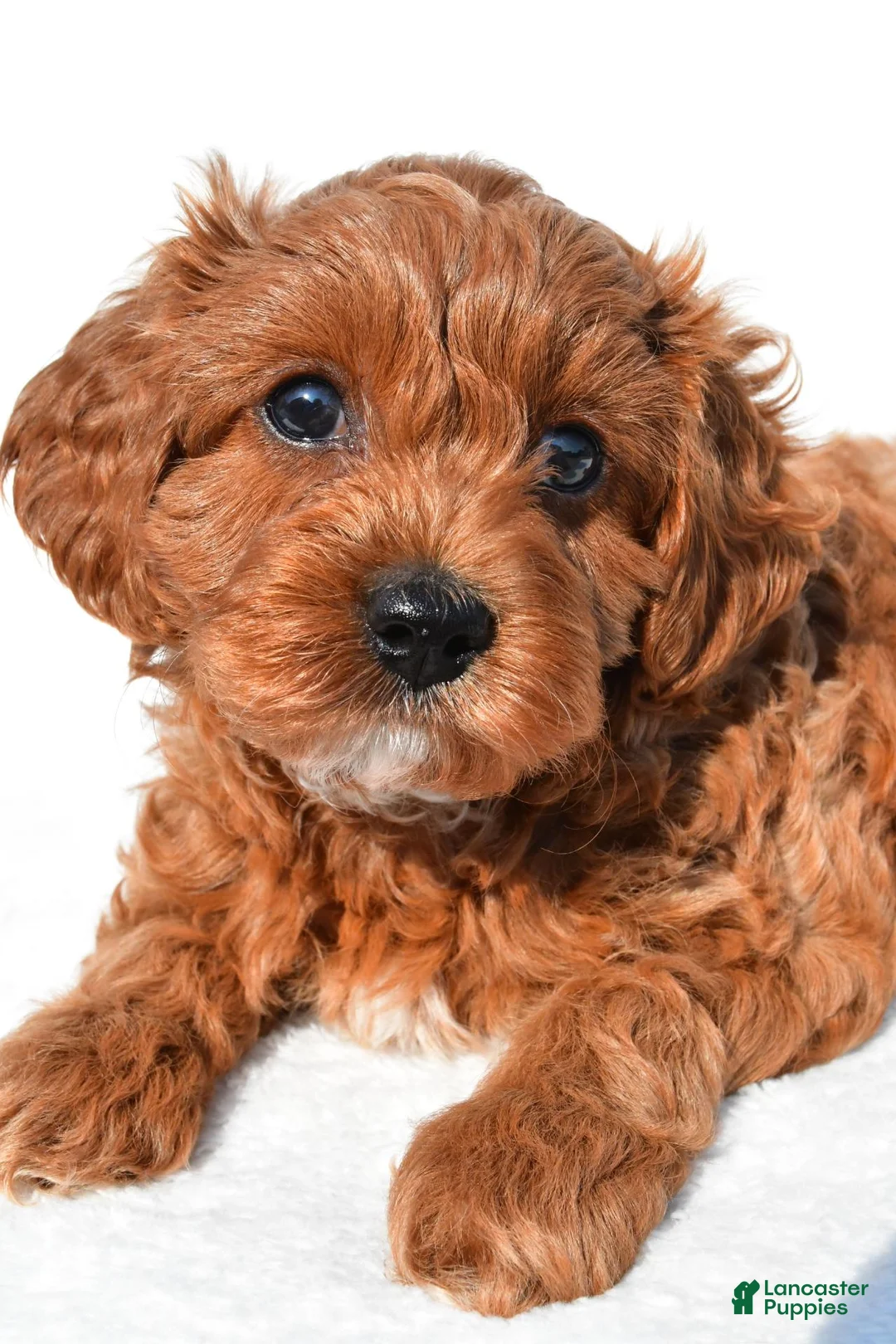 Cavapoo dogs for sale: Bella - Ad 2