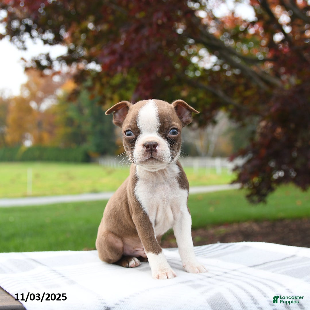 Boston Terrier dogs for sale: Pepper - Ad 3