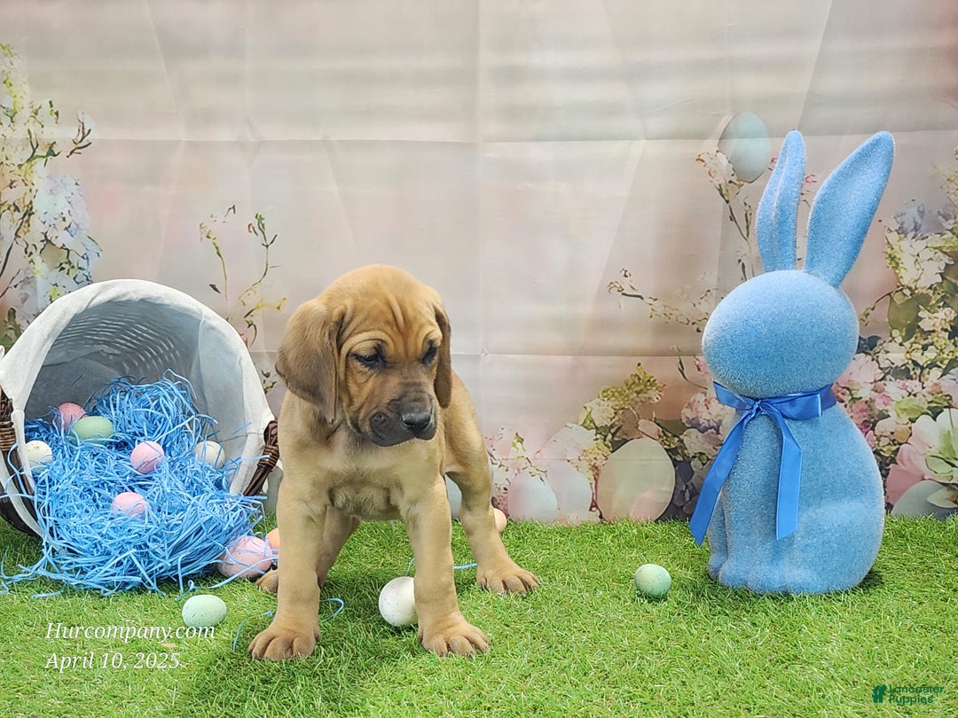 Mixed Breed dogs for sale: 2025 Bloodahoula Male 3 "Finn" - Ad 6