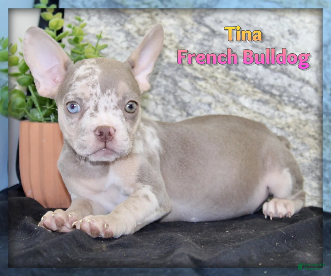 French Bulldog dogs for sale: Tina - Ad 1