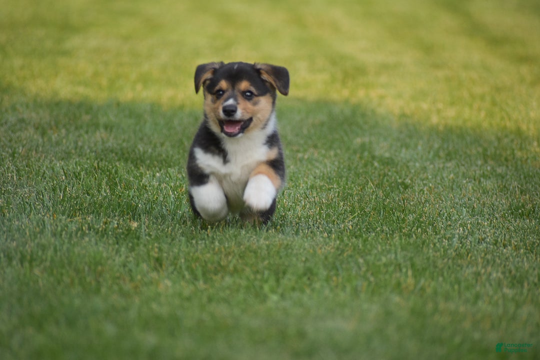 Welsh Corgi Pembroke dogs for sale: Roman - Ad 8