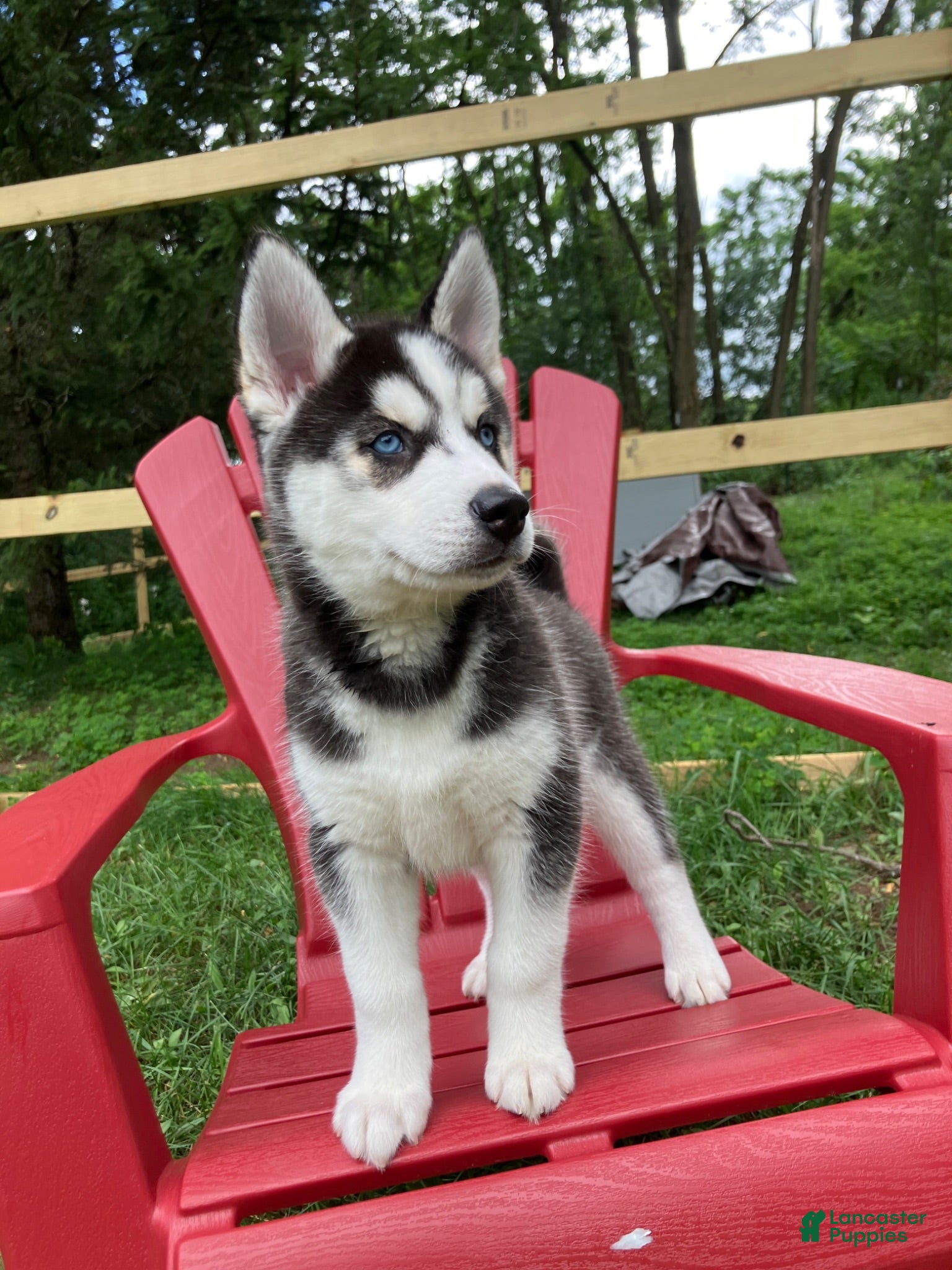 Siberian Husky dogs Peanut 🥜  - Ad 2