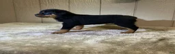 Rottweiler dogs for sale: Rottweiler 4 - Ad 13