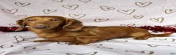 Miniature Dachshund dogs for sale: Amy - Ad 6