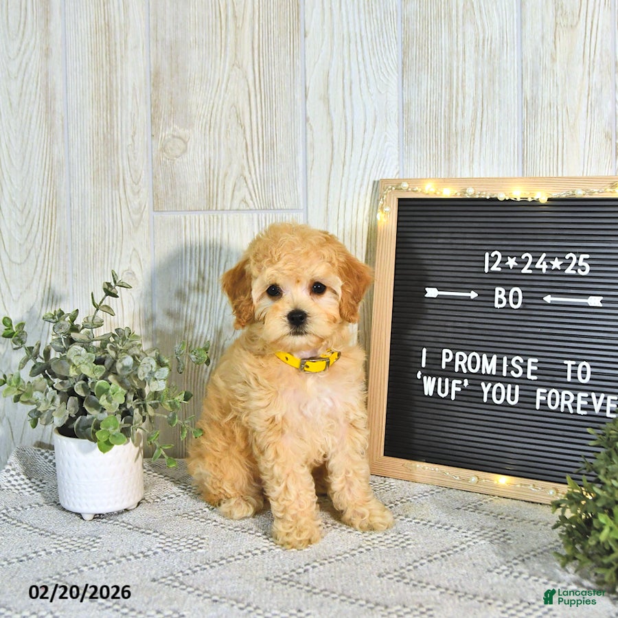 Cockapoo dogs Bo EXTRA SMALL - Ad 1