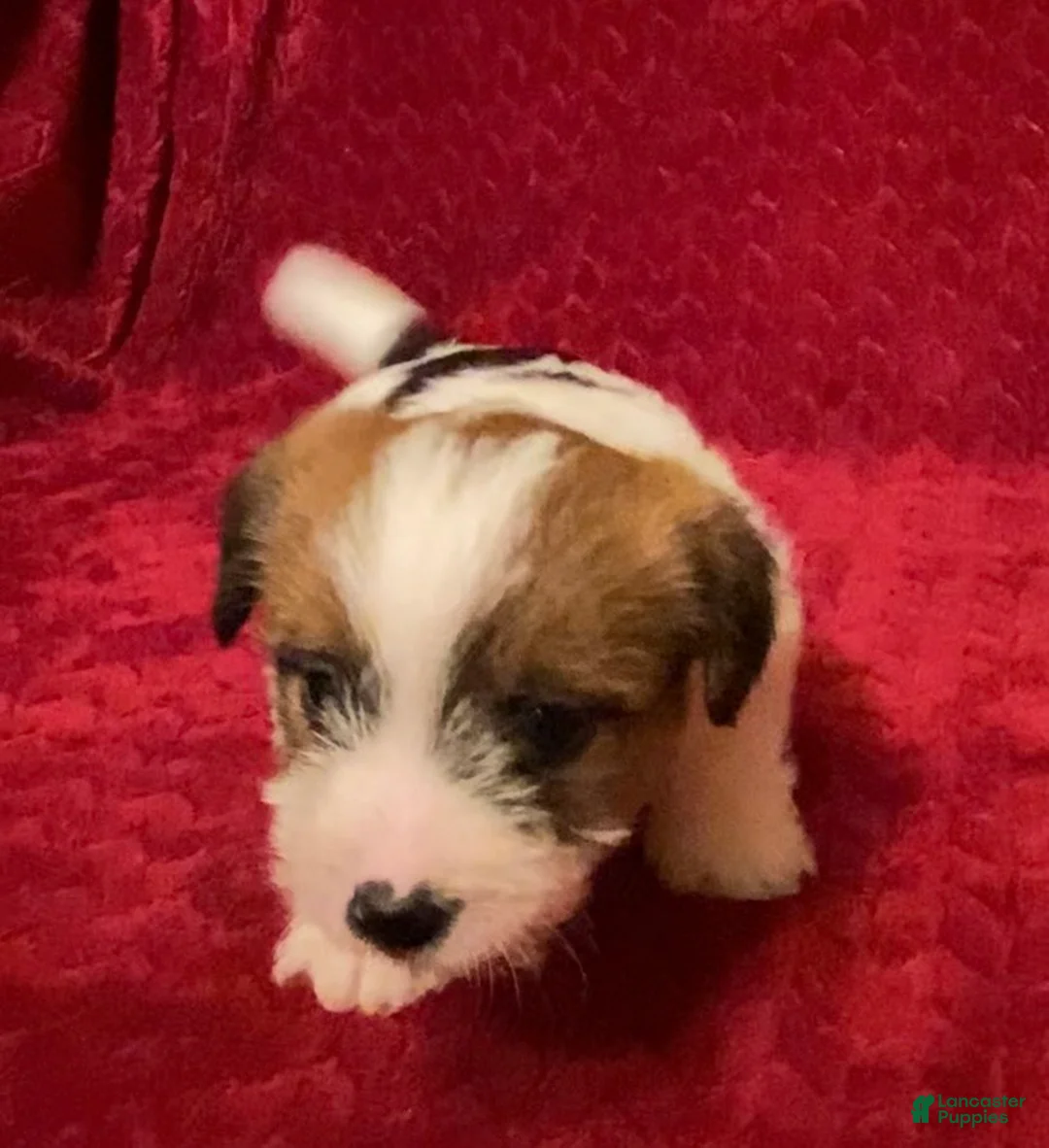Jack Russell Terrier dogs for sale: Jack Russell Terrier Puppy 2 - Ad 5