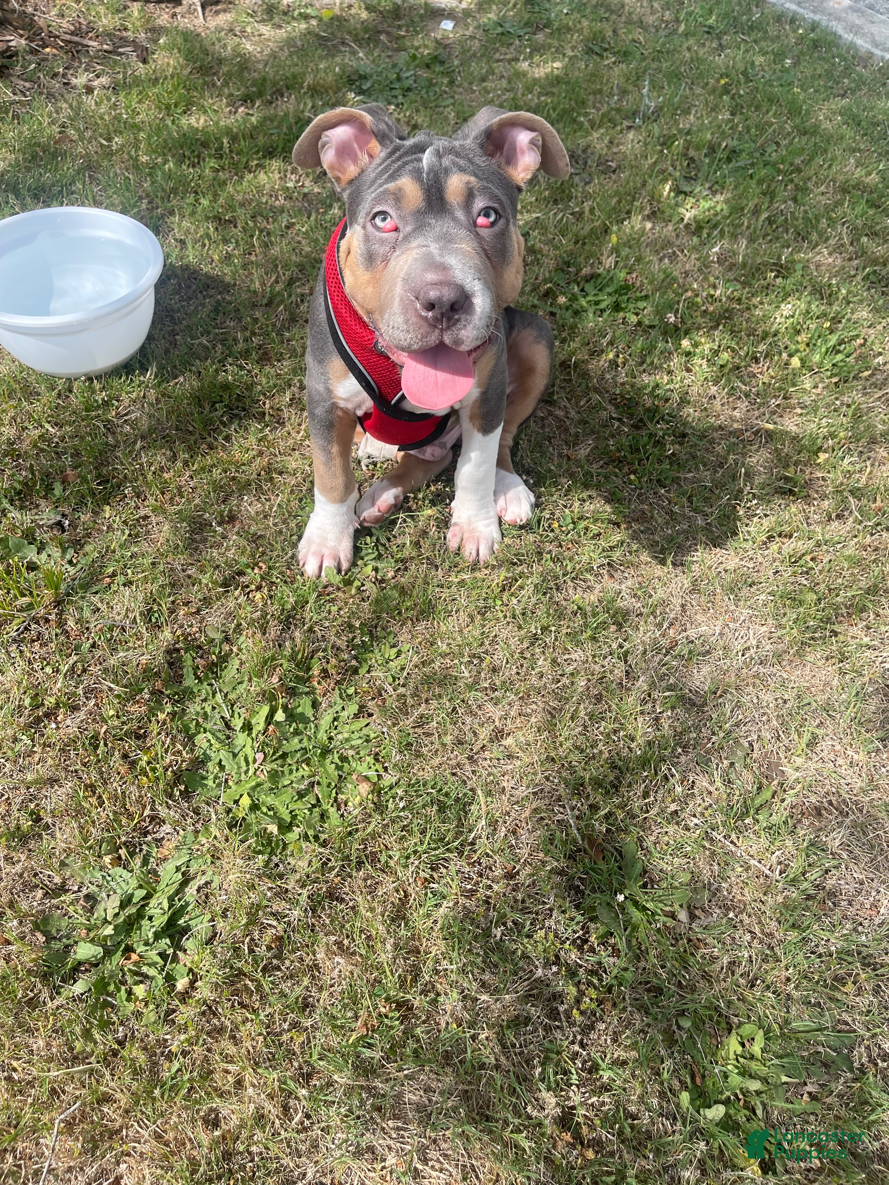 American Pit Bull Terrier dogs American Pit Bull Terrier Puppy 1 - Ad 1