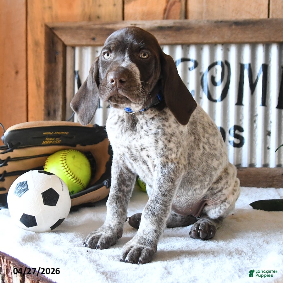 German Shorthaired Pointer dogs Bella   - Ad 2