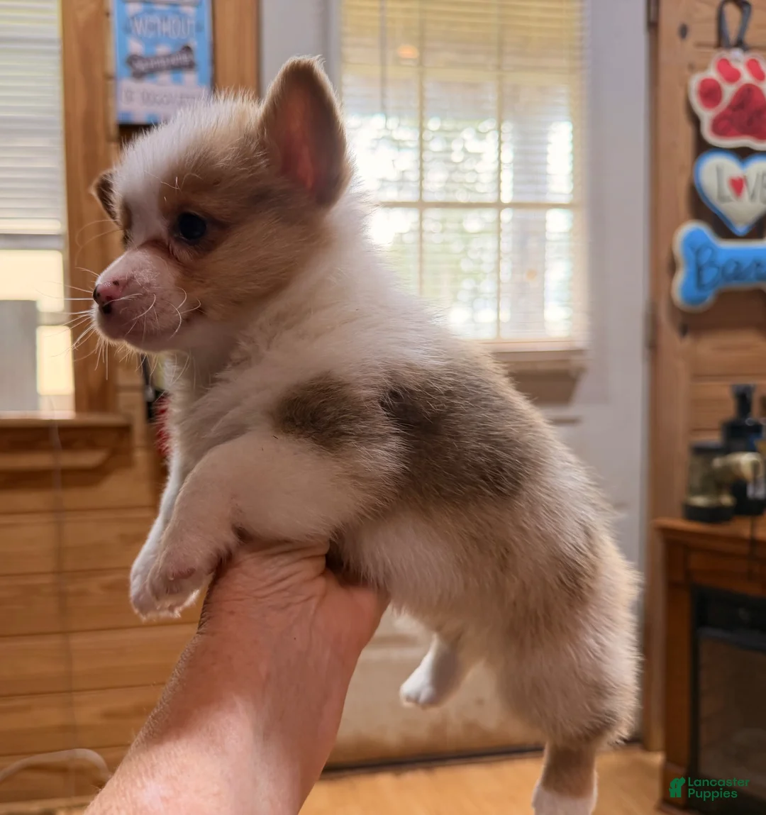 American Corgi dogs for sale: American Corgi Puppy 2 - Ad 1