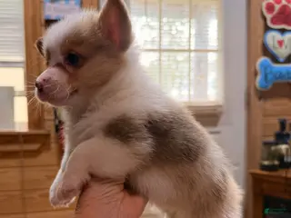 American Corgi dogs American Corgi Puppy 2 - Ad 2