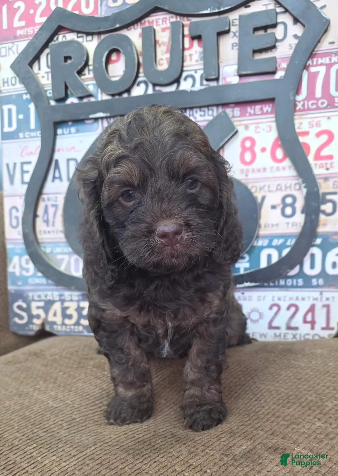 Cockapoo dogs for sale: Cockapoo Puppy 2 - Ad 1
