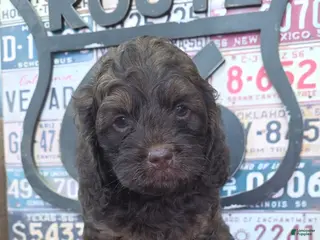 Cockapoo dogs for sale: Cockapoo Puppy 2 - Ad 2