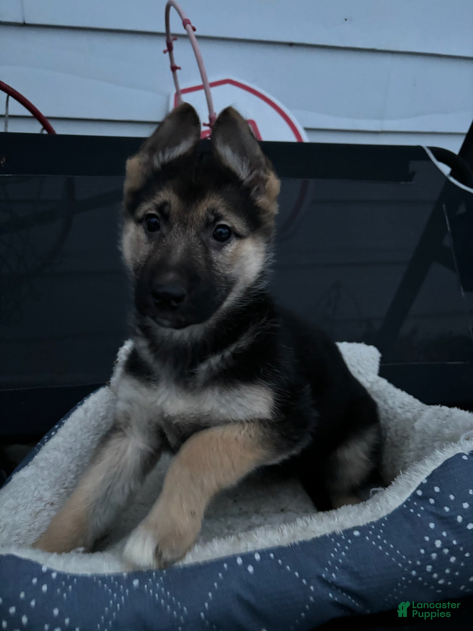 German Shepherd dogs Teddy - Ad 1