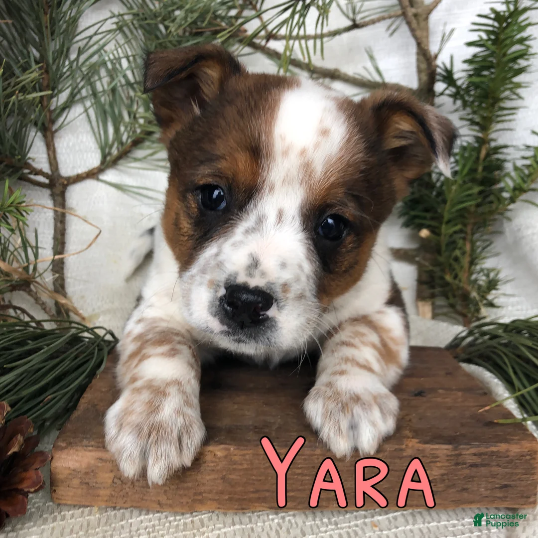 Mixed Breed dogs for sale: Mixed Breed Puppy 8 - Ad 3