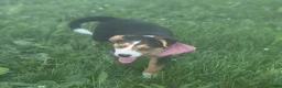 Mixed Breed dogs for sale: ♥️SWEET MOLLIE MAE♥️ - Ad 14