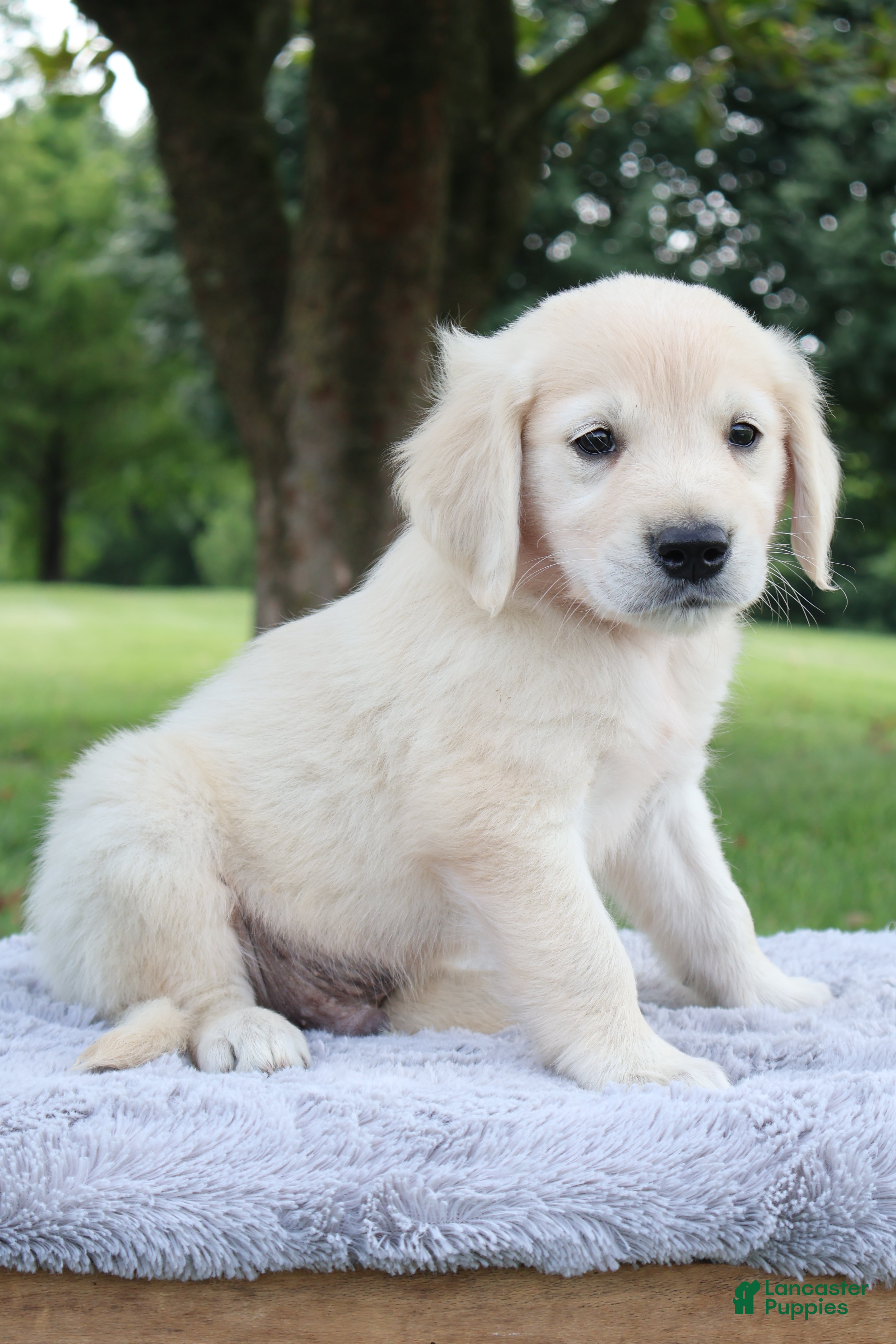 Golden Retriever dogs Golden Retriever 2 Scott - Ad 16