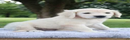 Golden Retriever dogs for sale: Golden Retriever 2 Scott - Ad 1