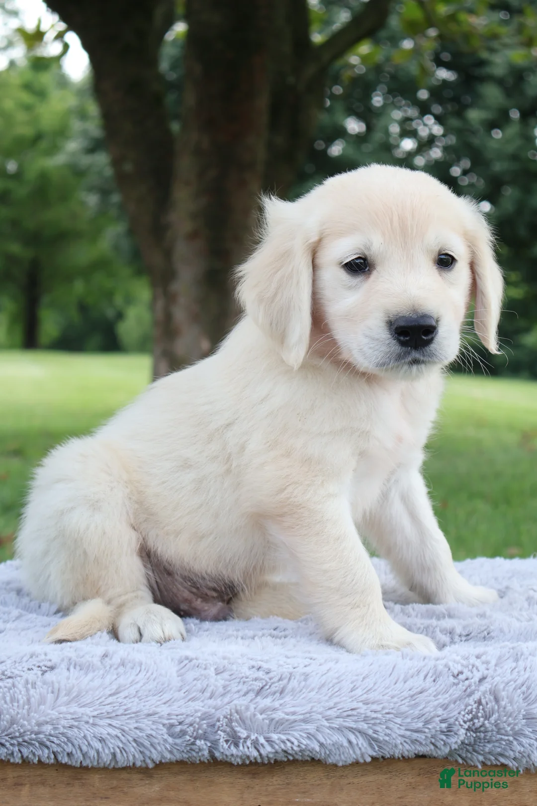 Golden Retriever dogs for sale: Golden Retriever 2 Scott - Ad 1