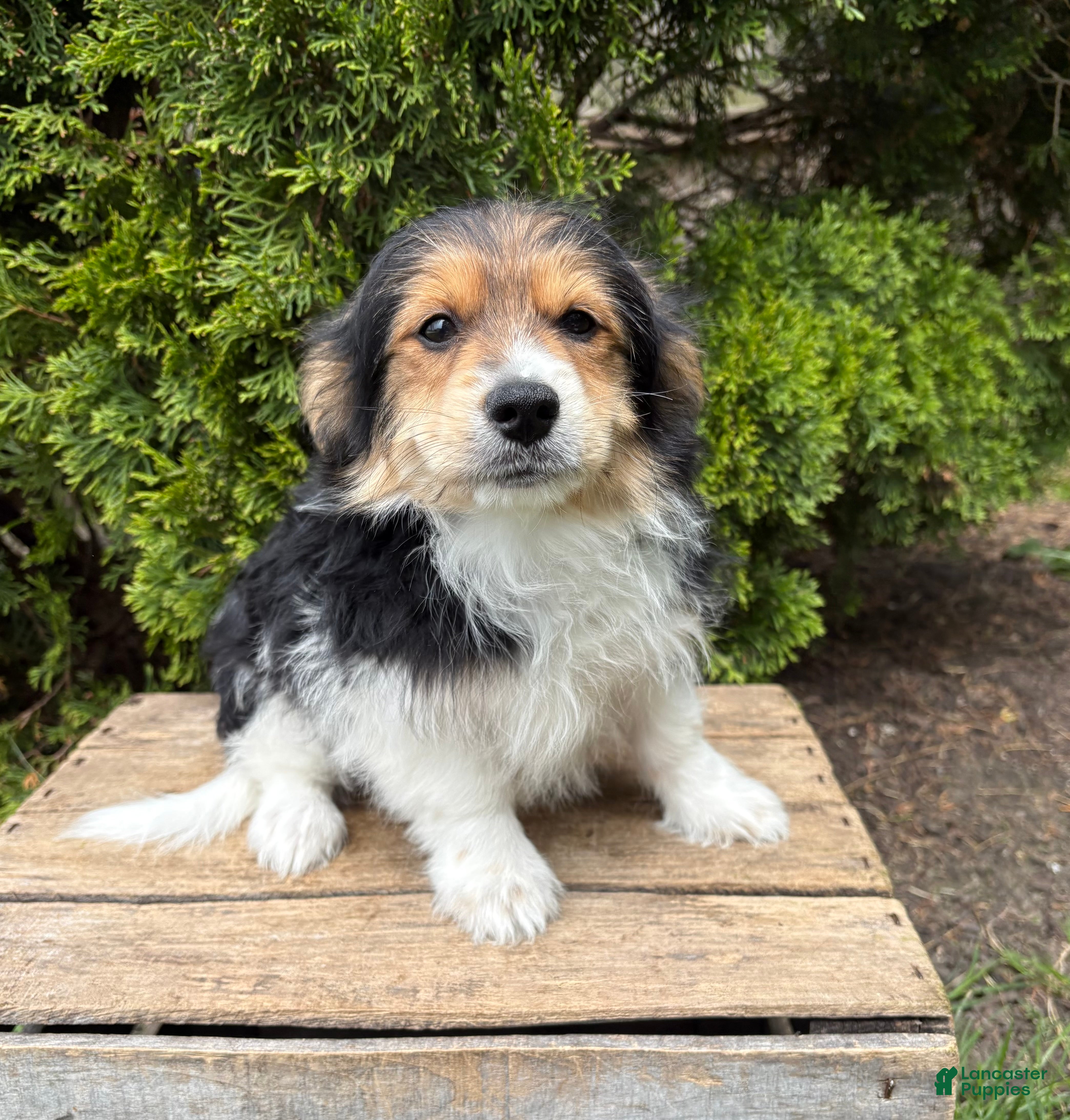 Mixed Breed dogs Rio - Ad 2