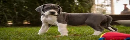 Great Dane dogs for sale: Celestia Great Dane  - Ad 11